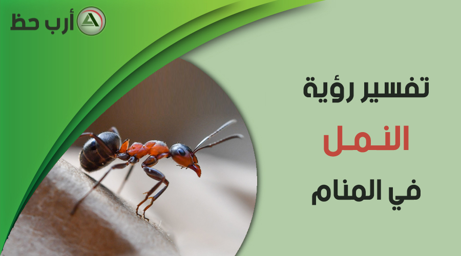 تفسير رؤية النمل في المنام ماهي الدلالات الإيجابية والسلبية لرؤية النمل في الحلم ارب حظ